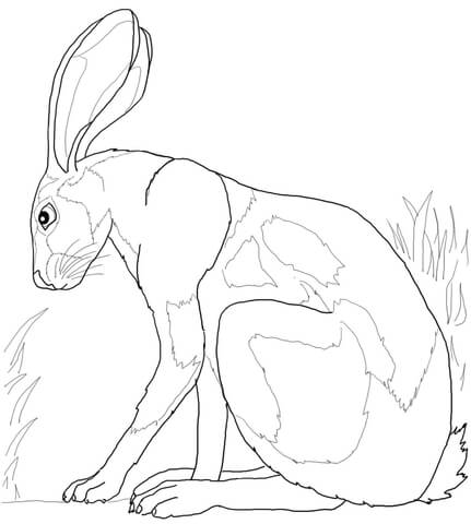 Desert Hare Coloring Page